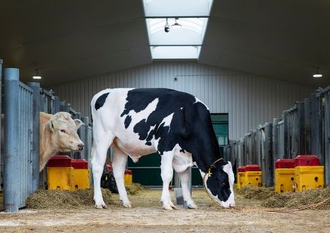A bull standing in a barn.